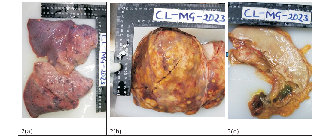 post-mortem images