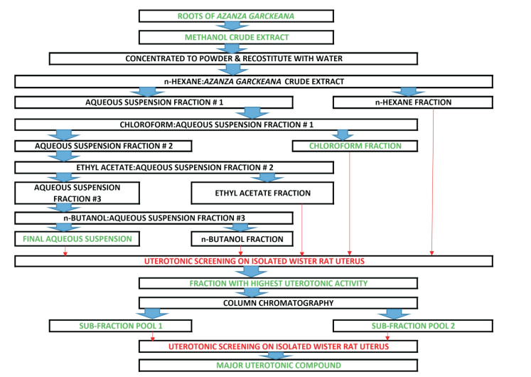 Stages of the bioactivity-guided isolation process of Azanza garckeana methanol crude root extract on isolated Wistar rat uterine smooth muscles. The portioned solvents were agitated continuously for 2 minutes and were allowed to settle for 60 minutes to form 2 layers. The 2 layers of fractions were separated using a separating funnel. All fractions and sub-fractions were dried to powder before being screened for uterotonic activity. Thin Layer Chromatography (TLC) was done for each sub-fraction and sub-fractions with similar TLC profiles (spots) were pooled. Sub-fraction pool 1 was obtained by pooling sub-fraction numbers 4 to 12 and 70 to 82, while Sub-fraction pool 2 resulted from the pooling of sub-fraction numbers 41 to 61.